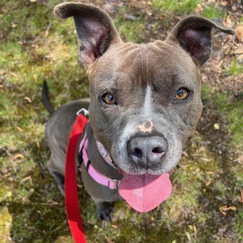 Jazzie In Saluda Va