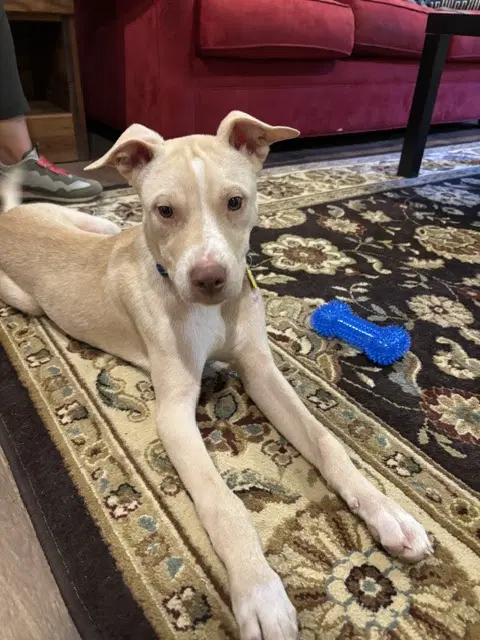 Tanner - Pit Bull Terrier