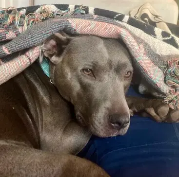 Buffy - Pit Bull Terrier