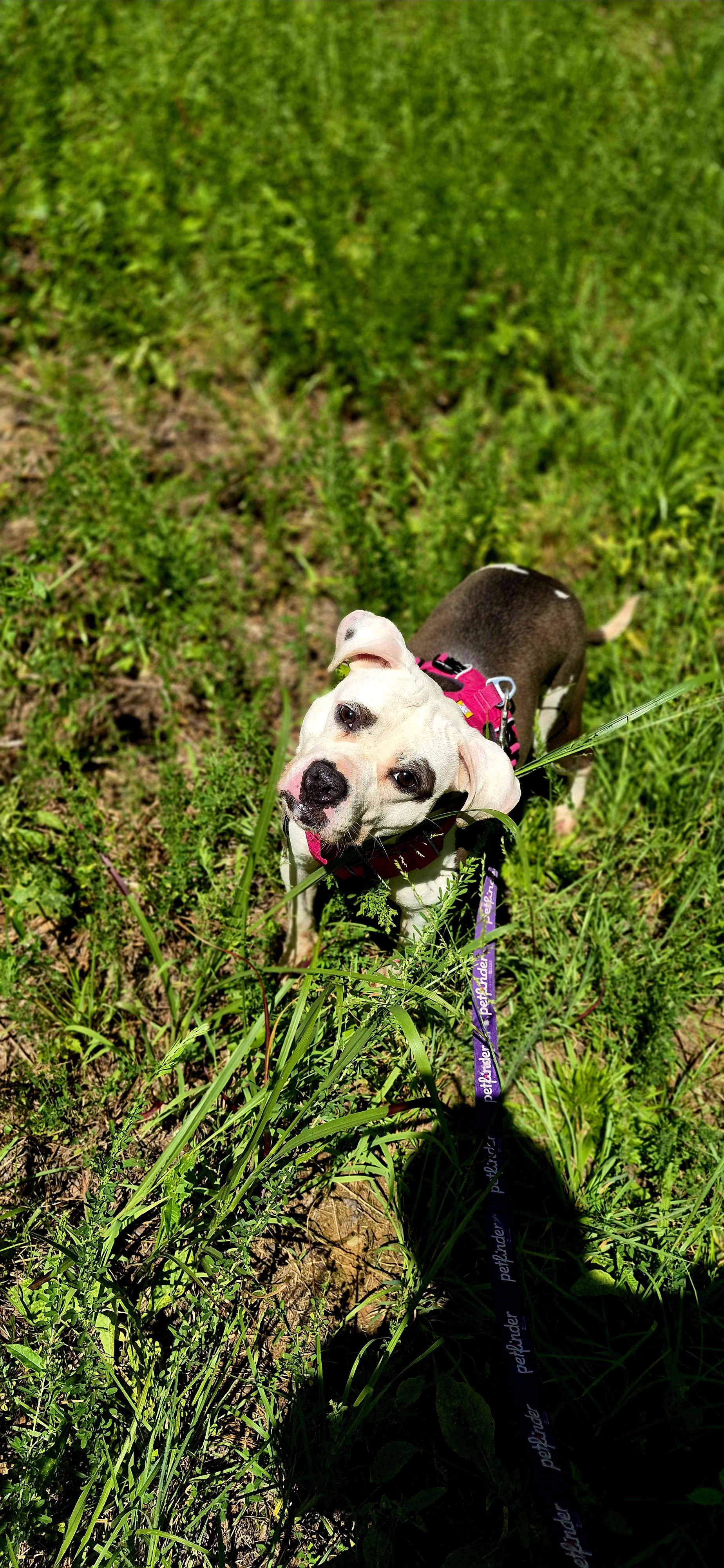 Nala In Powhatan Va