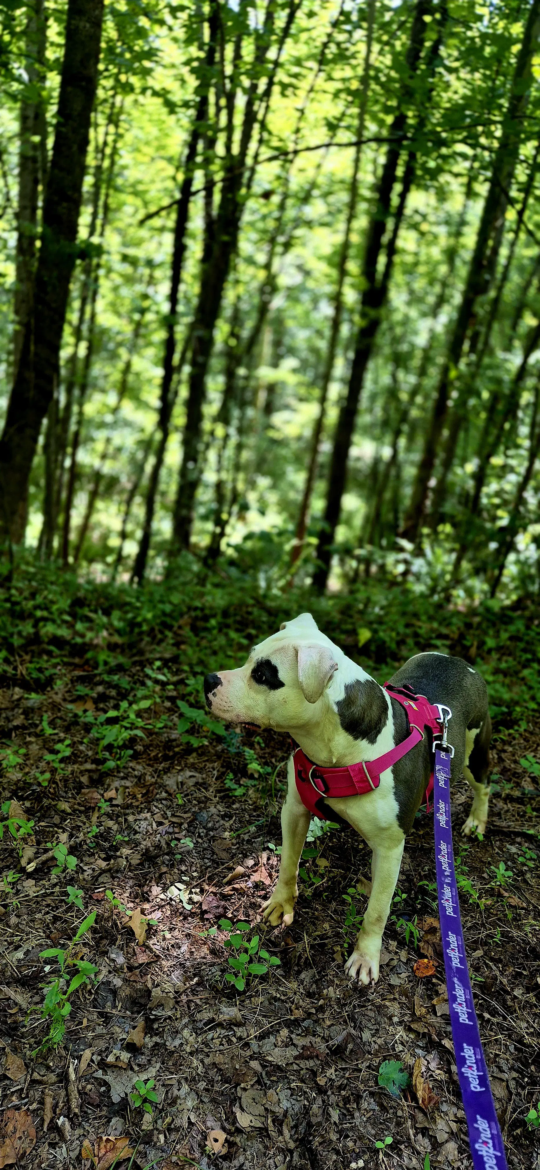 Nala In Powhatan Va image 2