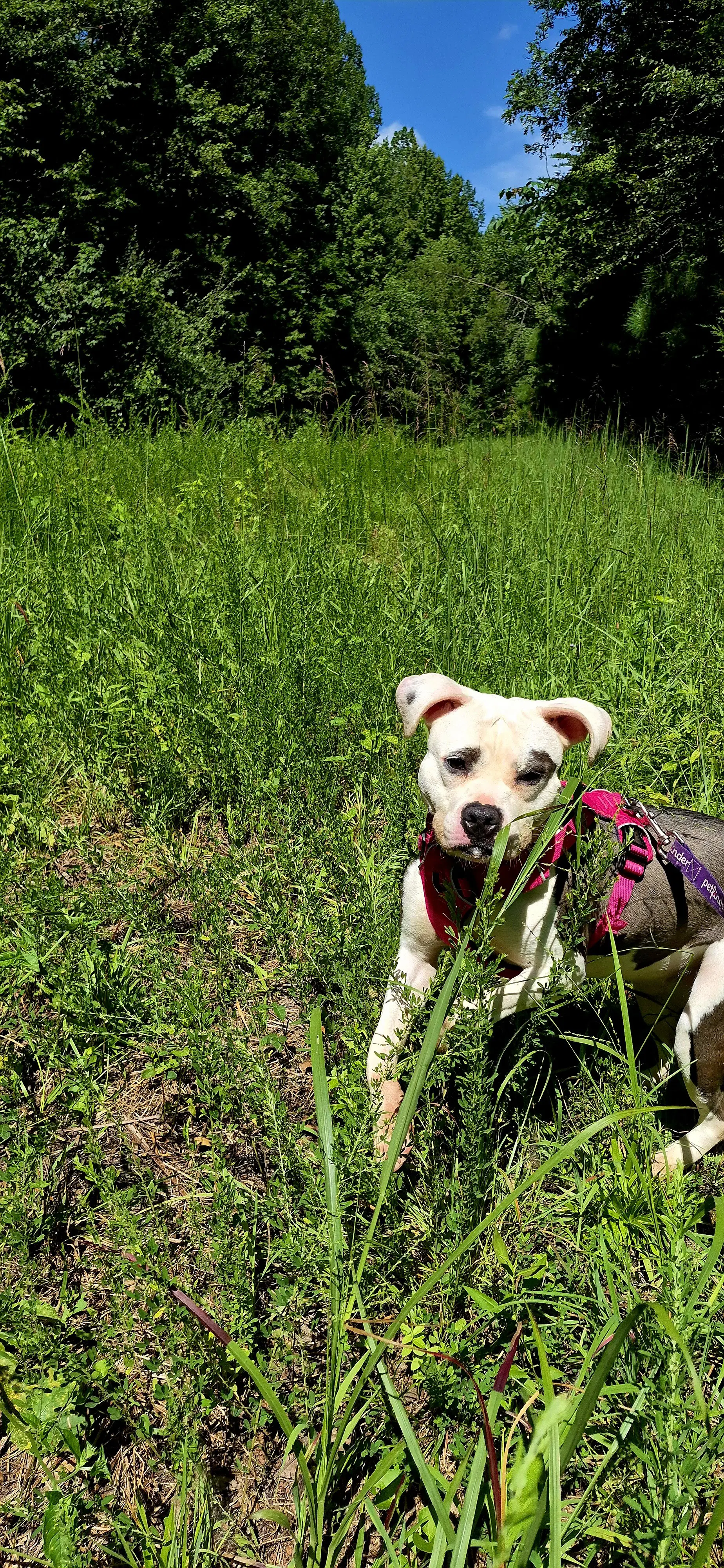 Nala In Powhatan Va image 3