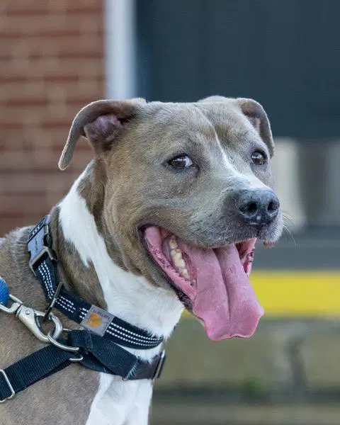 Smalls In Powhatan Va - Pit Bull Terrier