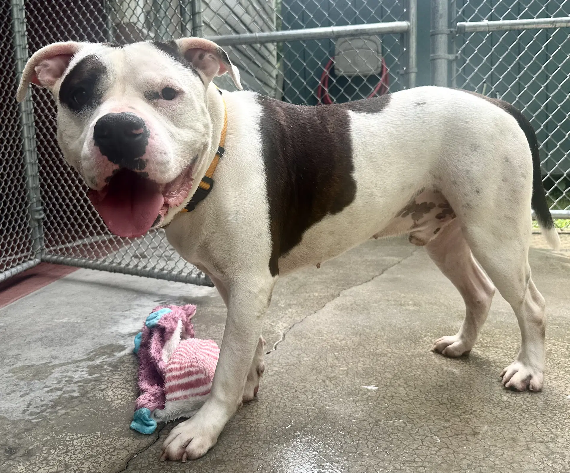 Zeus In Hot Springs Va - Pit Bull Terrier