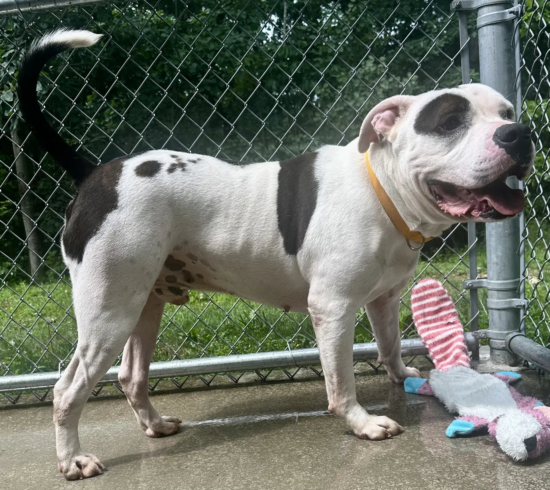 Zeus In Hot Springs Va image 3