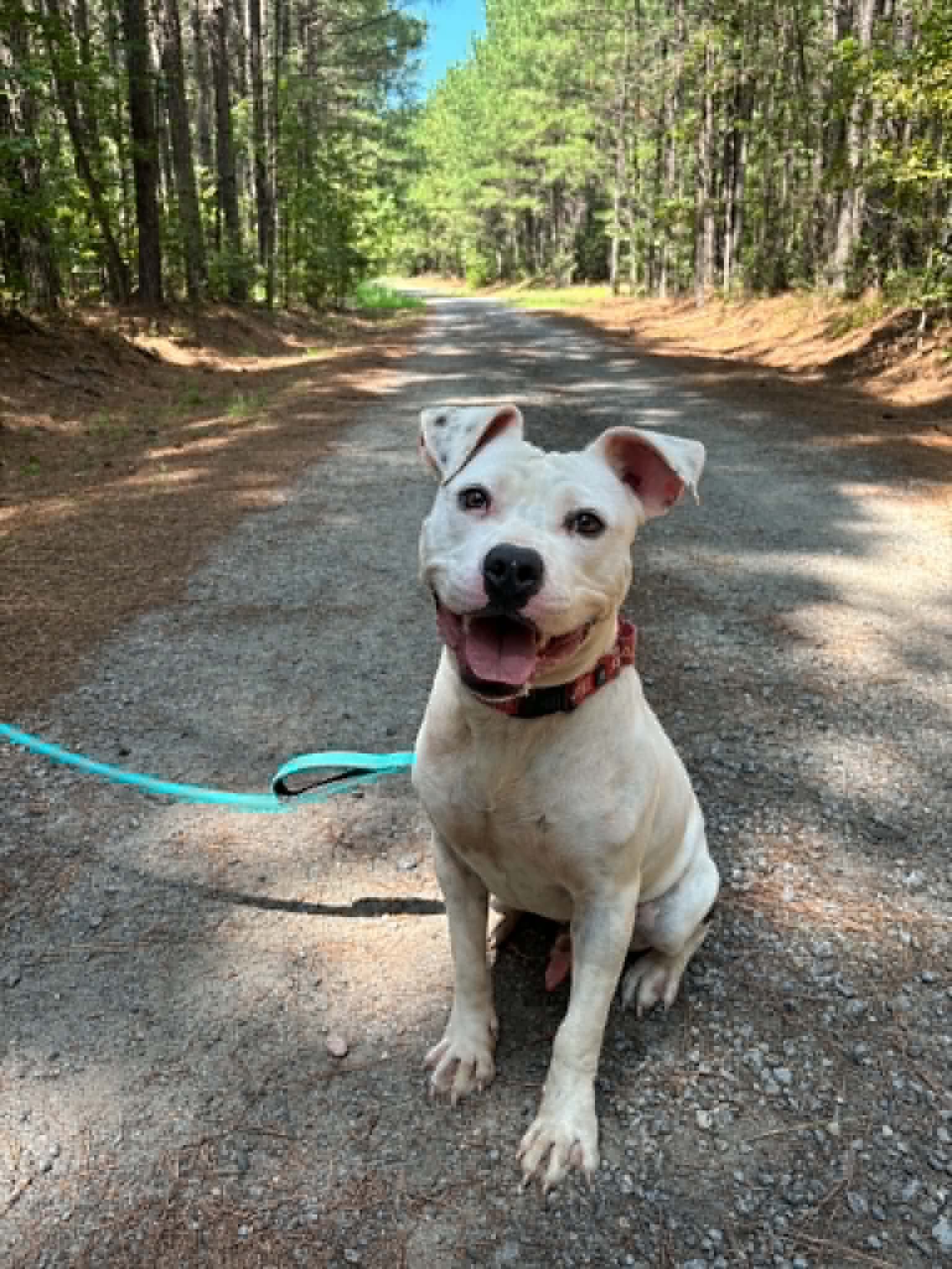 Soren in Emporia VA, Pit Bull Terrier