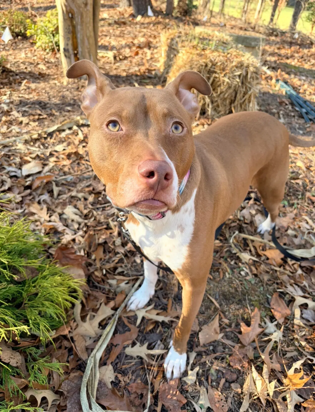 Maggie - Pit Bull Terrier