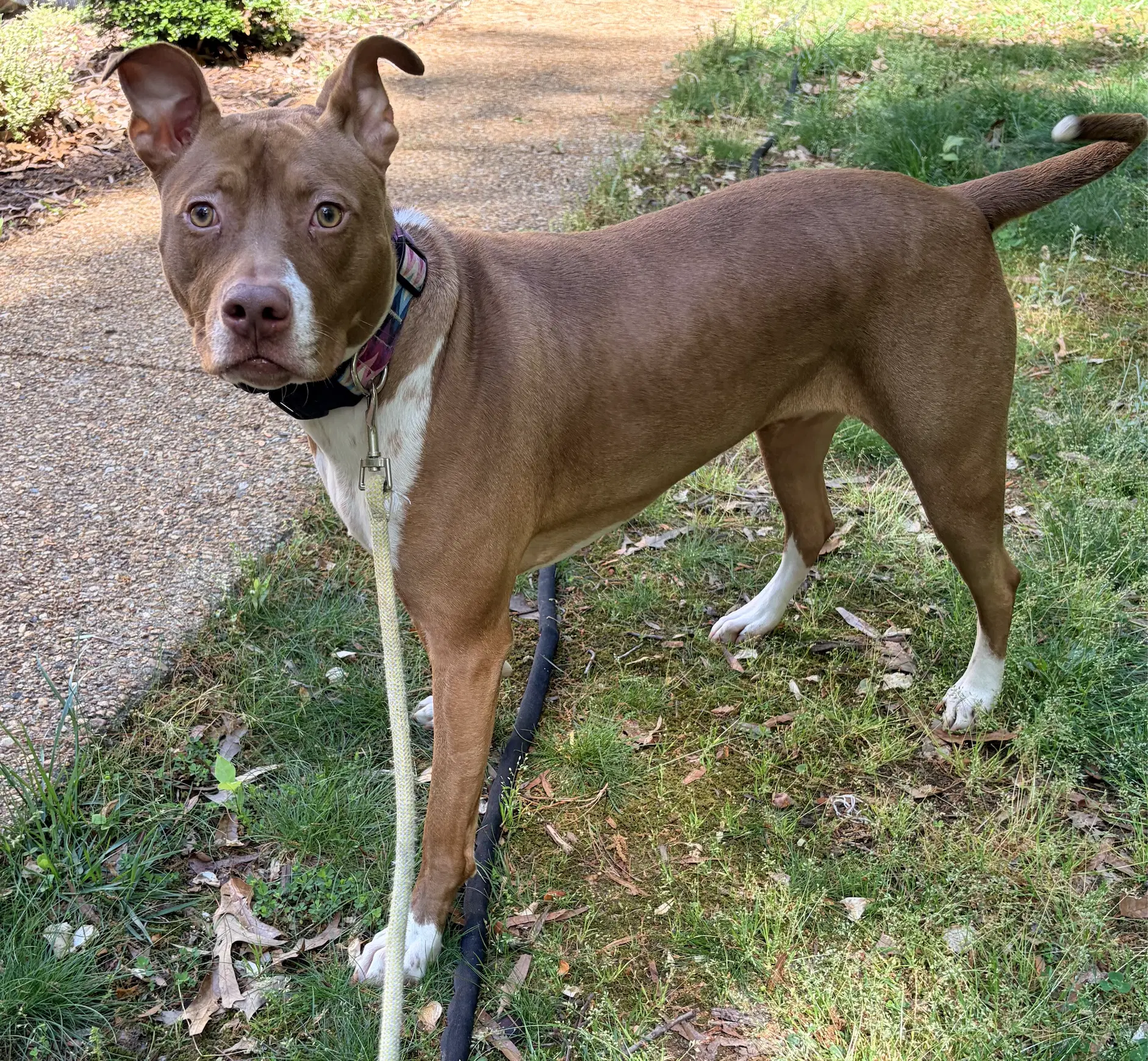 Maggie image 3