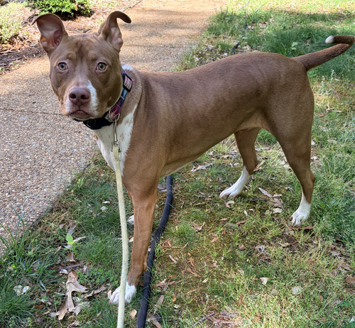 Photo 3 of Maggie