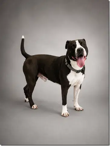 Grayson In Blackstone Va - Pit Bull Terrier