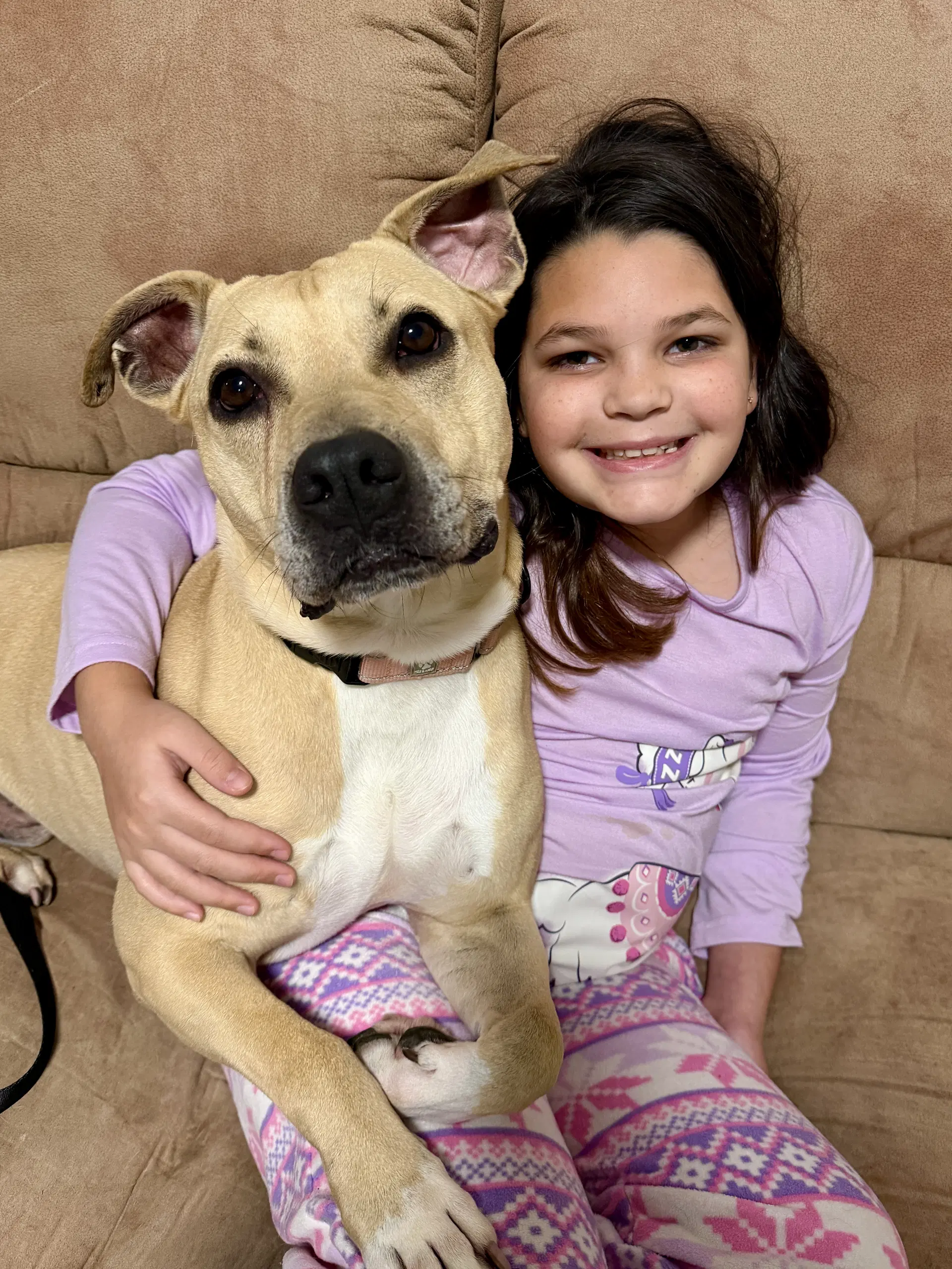 Jaxson - Pit Bull Terrier