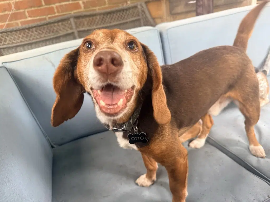 Otto In Richmond Va image 2