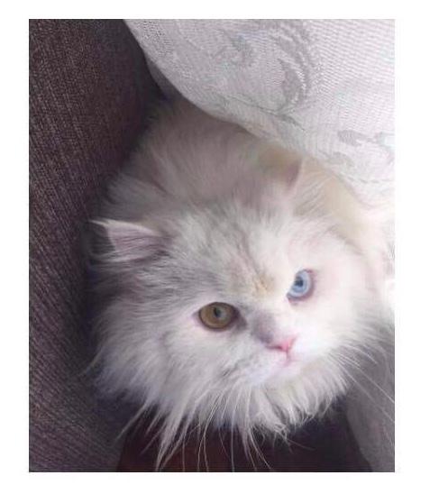 adoptable Cat in Chesterfield, NJ named Princess Odd Eyed Kuwaiti Purrsian