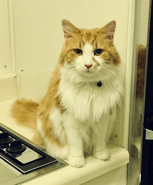 adoptable Cat in New York, NY named Chu Chu MC Boroughbred