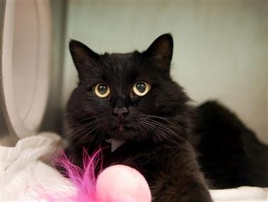 adoptable Cat in New York, NY named Kola Black Bear MC
