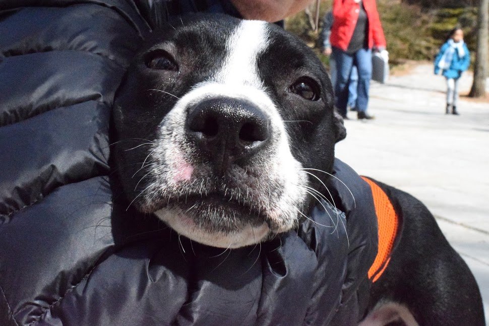 adoptable Dog in New York, NY named Ziggy Stardust Mini Pitti Pointerx