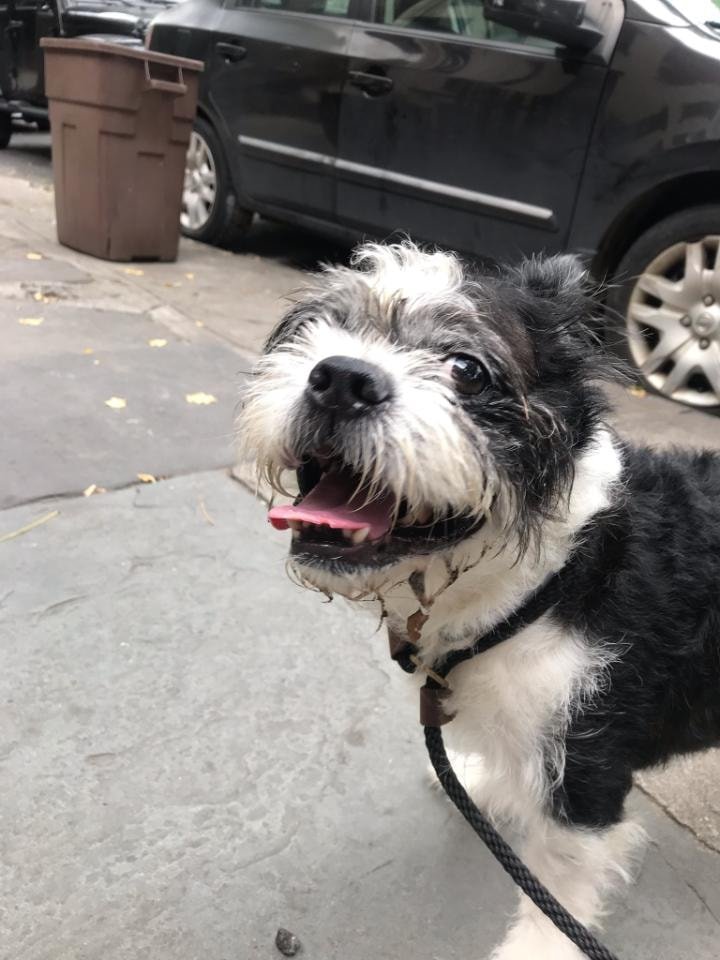 adoptable Dog in New York, NY named Rusty Terrier