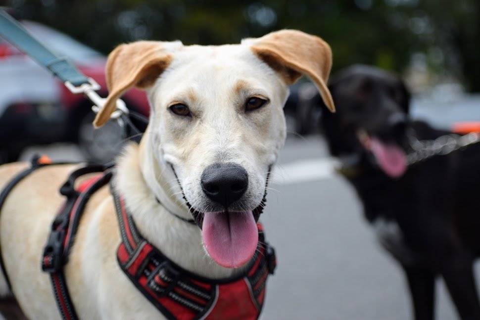 adoptable Dog in Chesterfield, NJ named Oro PR Baladi