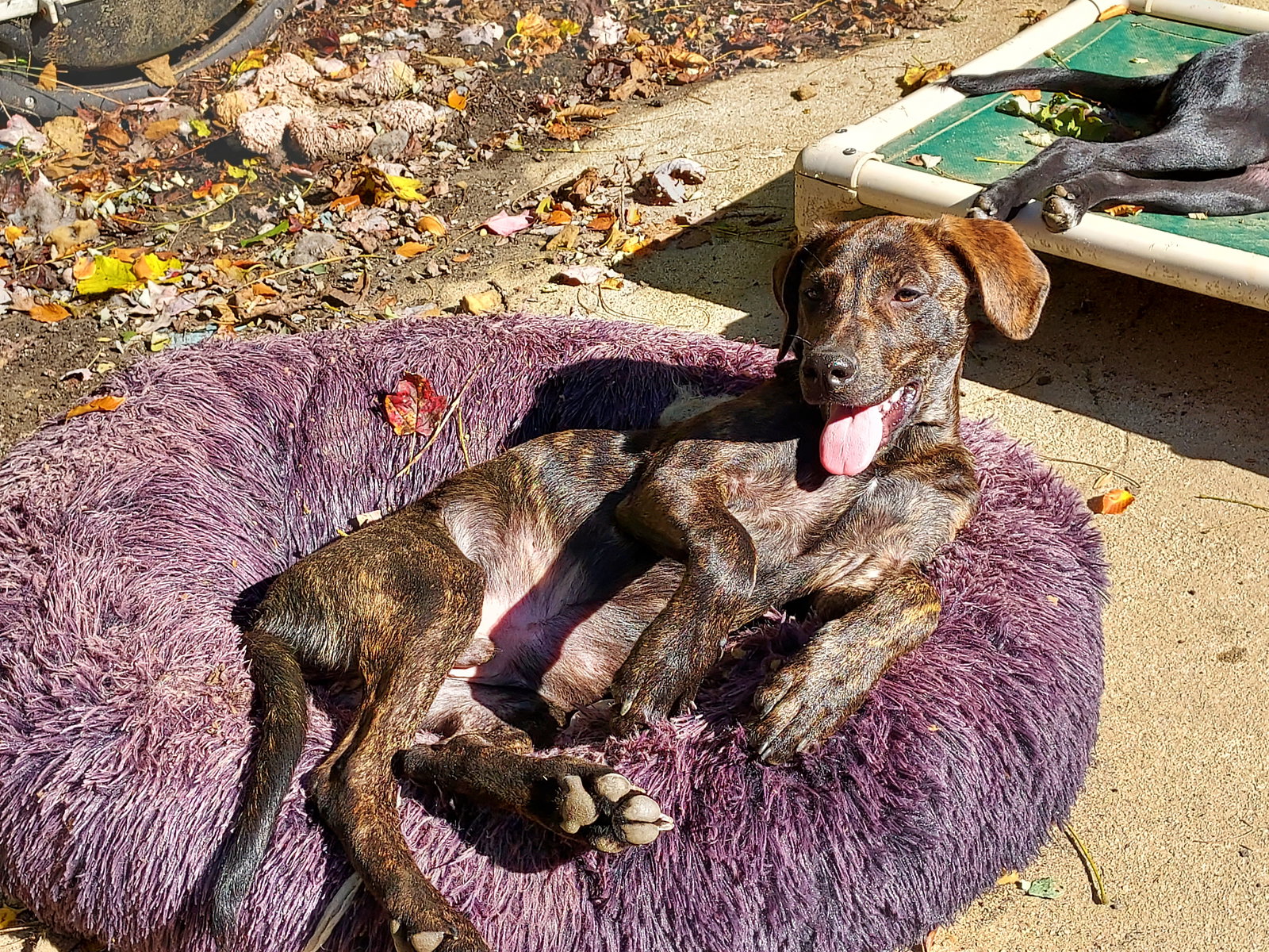 Dog adoption in New York, NY 10028 Labrador Retriever / Dutch Shepherd