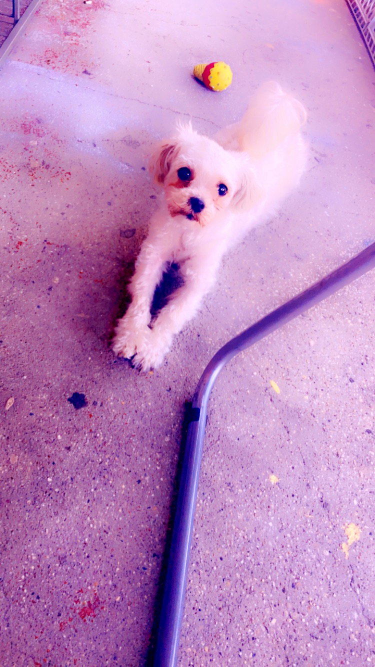 Dog for Adoption Hazel & Weezey, a Maltese in Westchester County, NY Alpha Paw