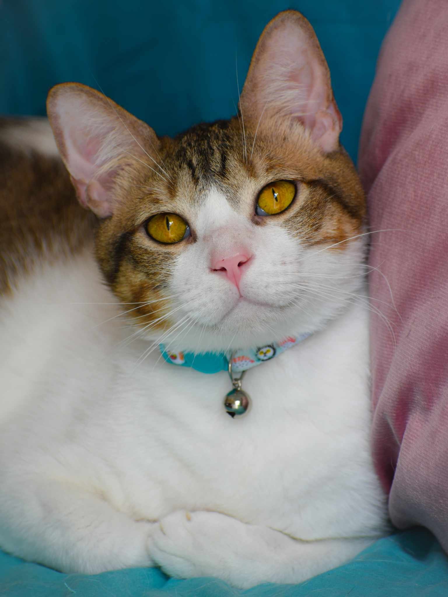 adoptable Cat in Chesterfield, NJ named Milo PR Amber Eyes