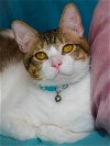 adoptable Cat in chester, NJ named Milo PR Amber Eyes