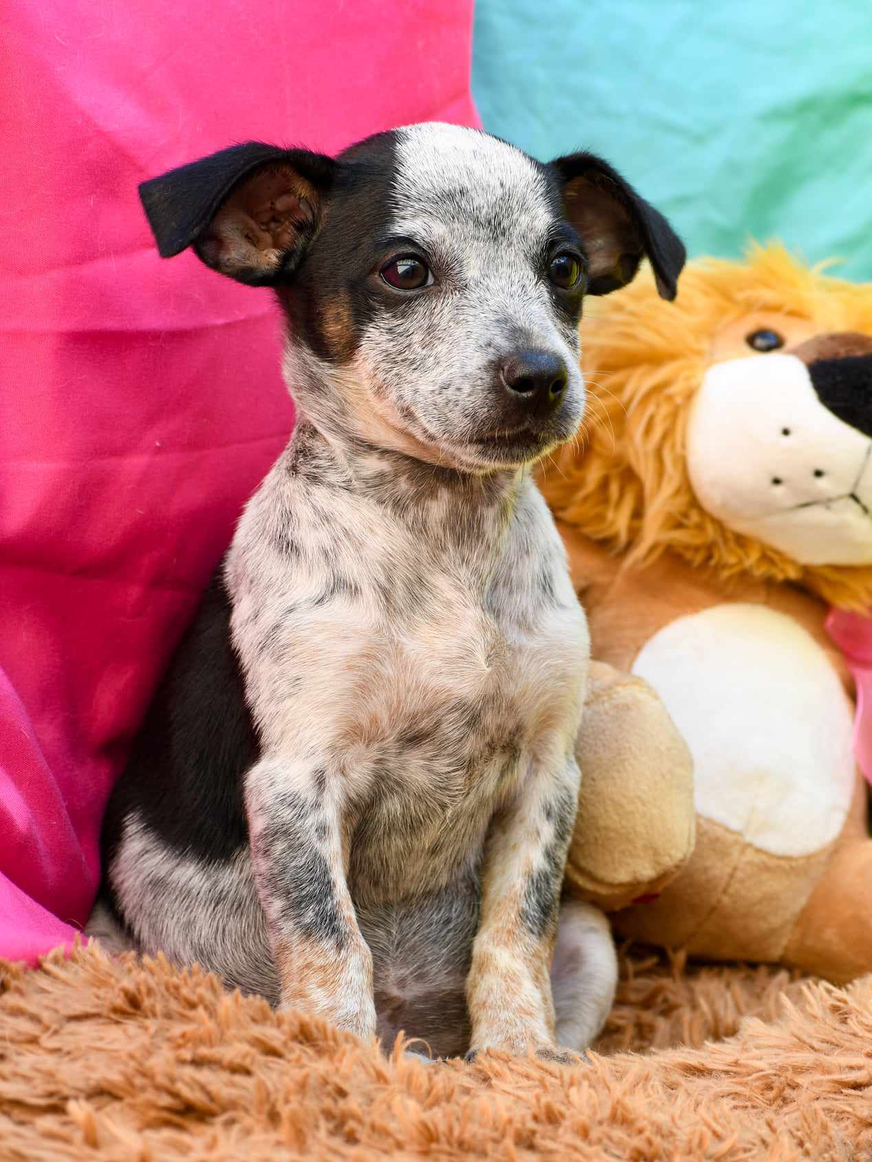 Dog for Adoption Estelle, a Chihuahua in Glen Oaks, NY Alpha Paw