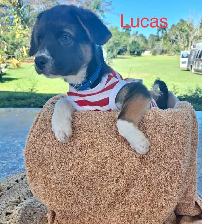 Dog for Adoption - lucas, a Border Collie in Lawrence, NY | Alpha Paw