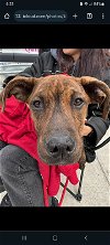 adoptable Dog in , NY named Flynn