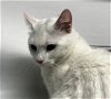 adoptable Cat in , NY named Frosty Snowcat