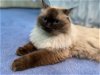 adoptable Cat in york, NE named Sky Blue SA Seal Pt Himmy