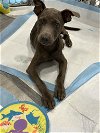 adoptable Dog in york, NY named Dana