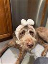 adoptable Dog in , NJ named Baxter Chesapoodle