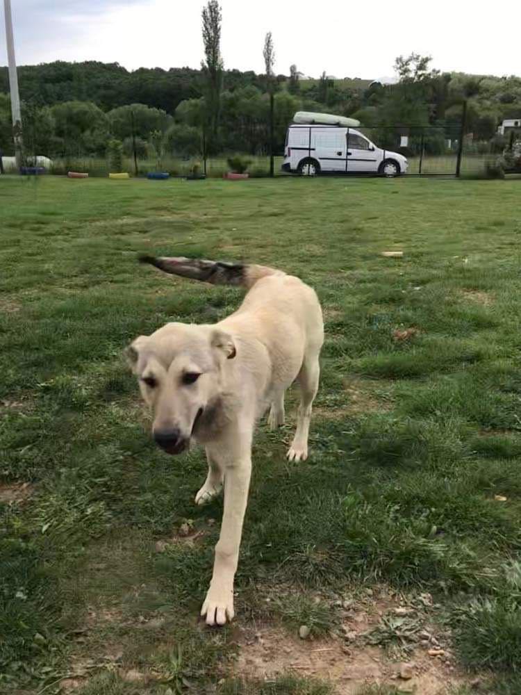 Dog for Adoption Pristina, a Canaan Dog in Westchester County, NY Alpha Paw