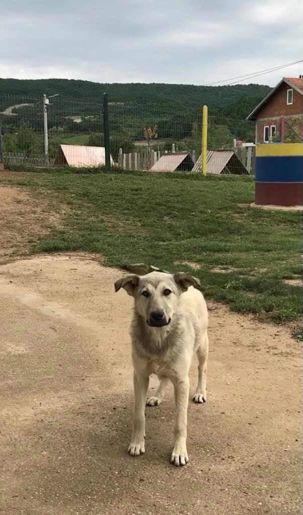 Dog for Adoption Pristina, a Canaan Dog in Westchester County, NY Alpha Paw