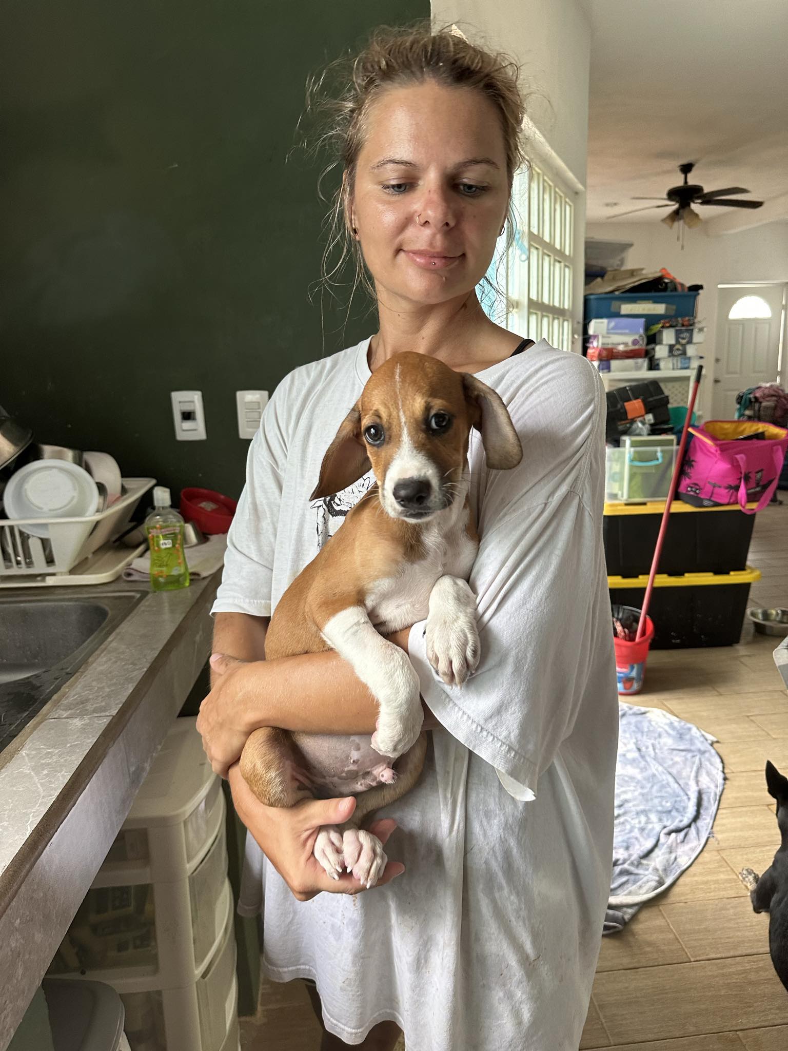 Dog for Adoption - Angus, a Dachshund in Chelsea, NY | Alpha Paw