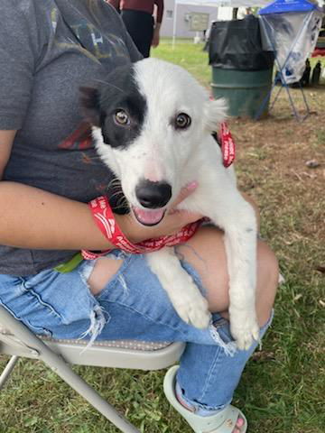 adoptable Dog in New York, NY named Felicia