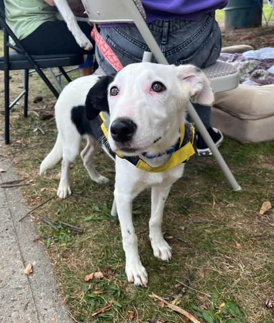 adoptable Dog in New York, NY named Walter