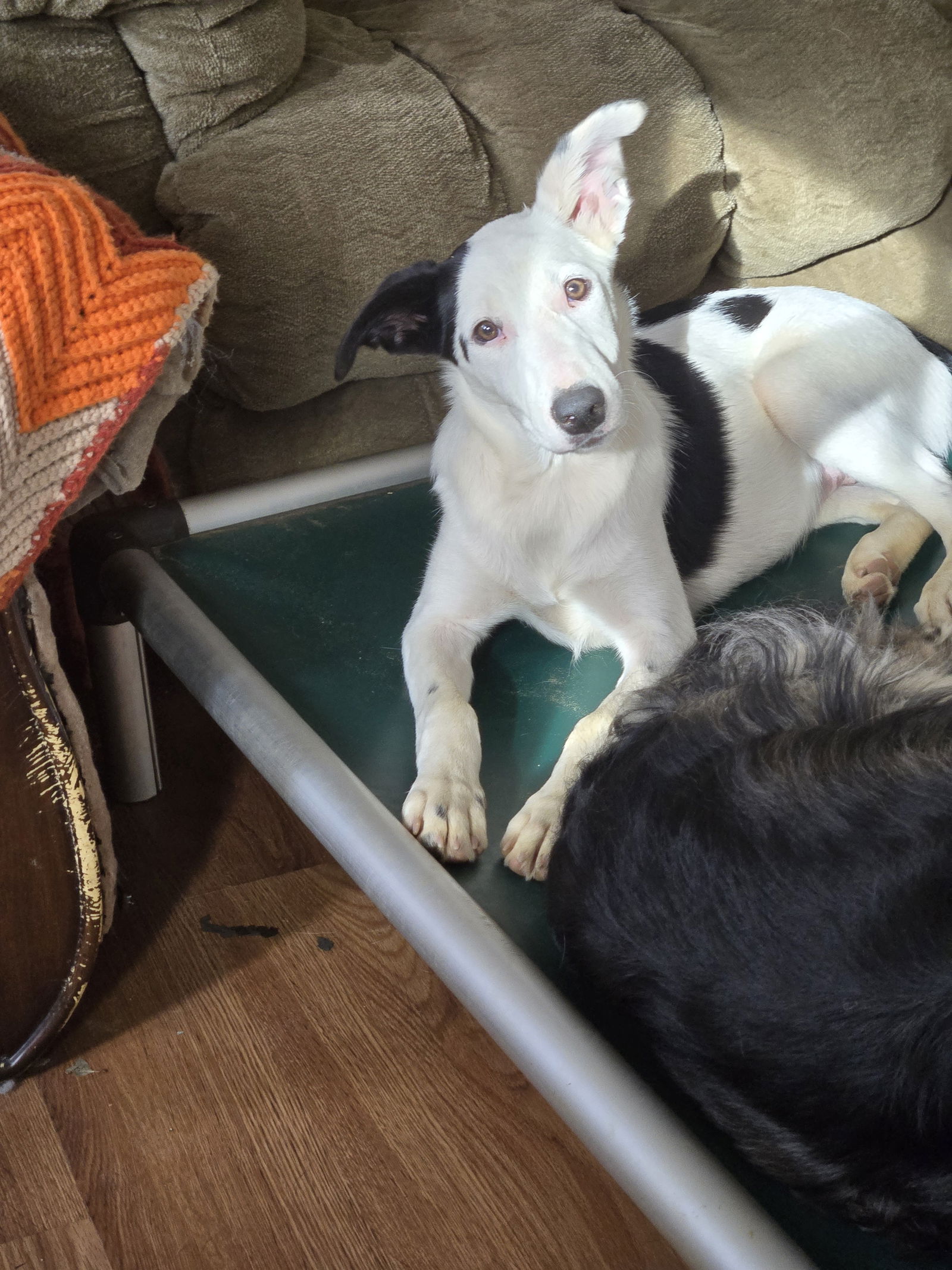 adoptable Dog in New York, NY named Bunny