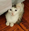 adoptable Cat in new york, NY named Angel SA TA/Exotic SH