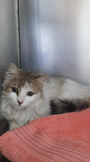 adoptable Cat in New York, NY named Lucy SA TA