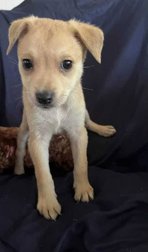 picture of the dog needing adoption