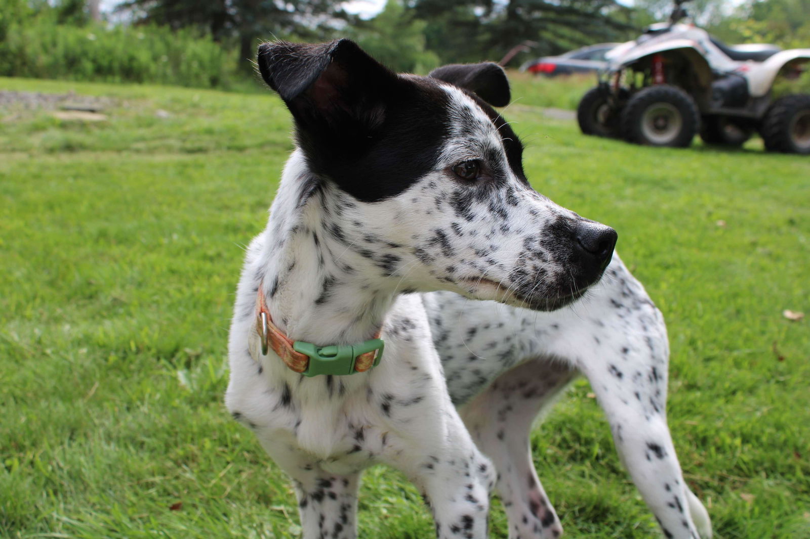 adoptable Dog in New York, NY named Lacie