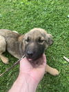 adoptable Dog in  named Sakura