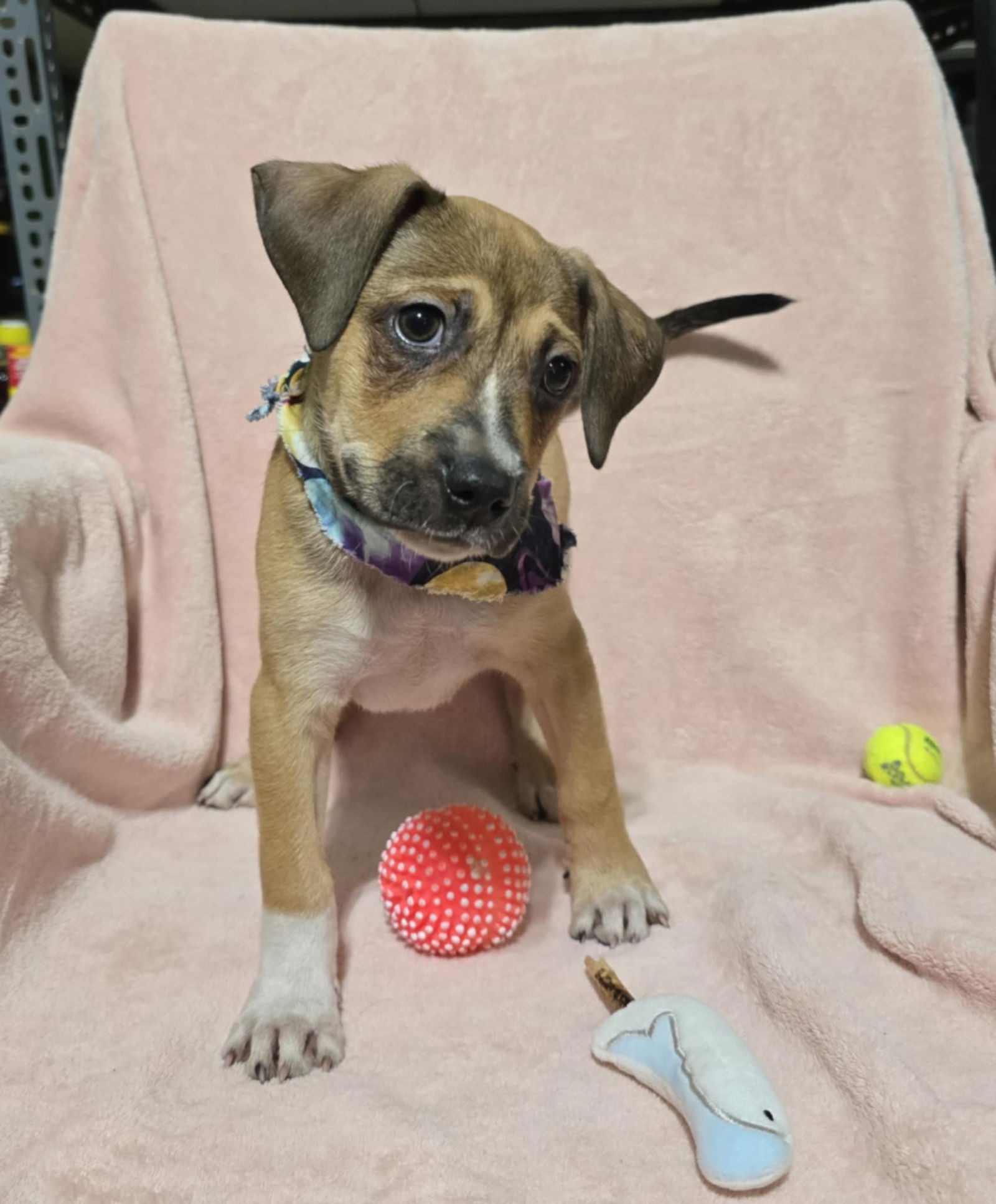 adoptable Dog in New York, NY named Malcolm