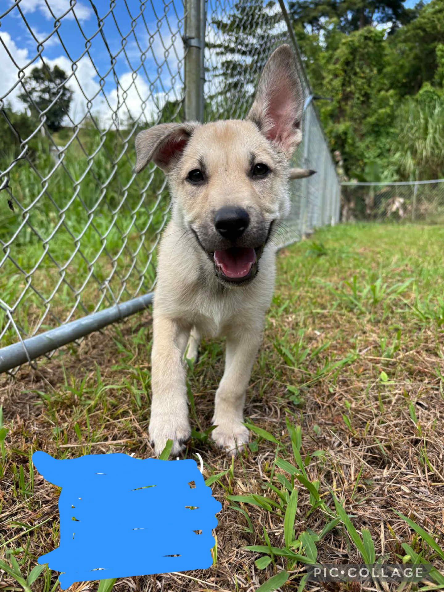 adoptable Dog in New York, NY named Ozzy