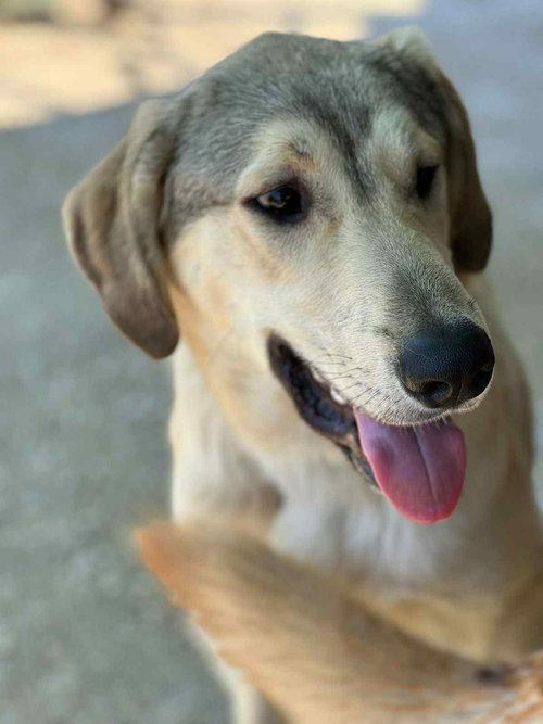 picture of the dog needing adoption