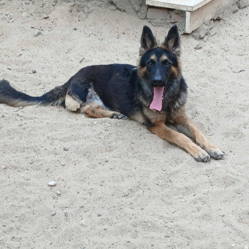 picture of the dog needing adoption