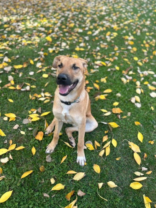 picture of the dog needing adoption