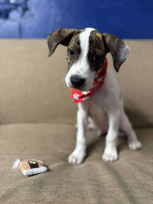 picture of the dog needing adoption